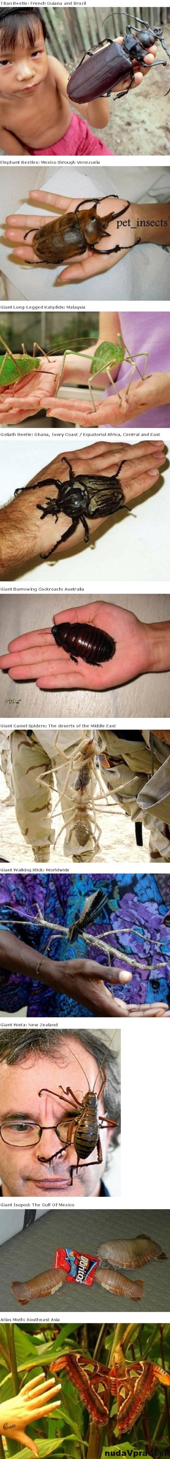 Desať najväčších hmyzov na svete