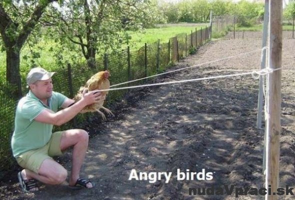 Angry birds v reálnom živote