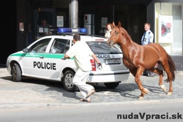 Kde nestačí policajný pes, pomôže kôň