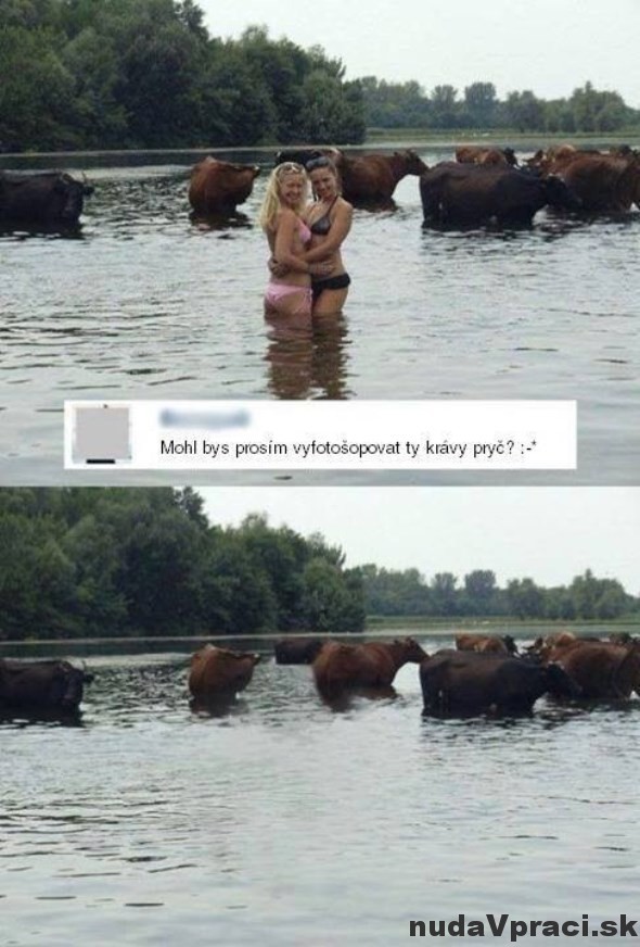 Photoshop a nejaké kravy