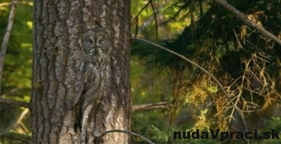 Podarená kamufláž