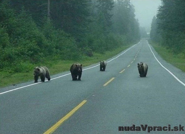 Kanadský pouličný gang