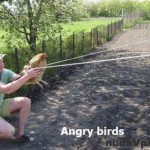 Angry birds v reálnom živote