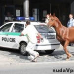Kde nestačí policajný pes, pomôže kôň
