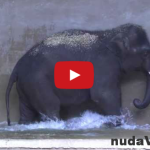 Slon hrá v ZOO vodné pólo