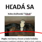 Pomôžme a zdieľajme! Hľadá sa „Zúbok“